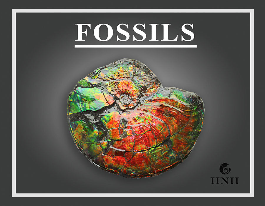 Fossils