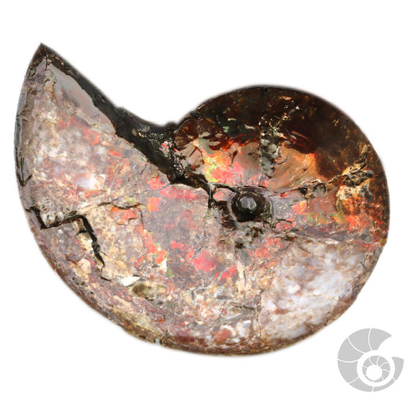 20180812F-A11 Fossil