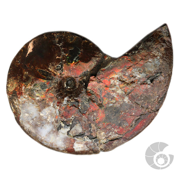 20180812F-A11 Fossil