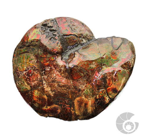 20180103-1 Fossil