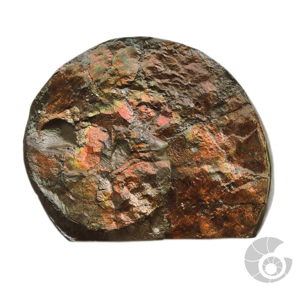 20180812F-A6A Fossil