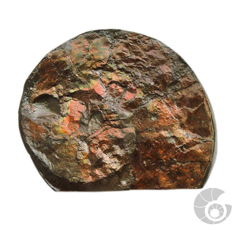 20180812F-A6A Fossil