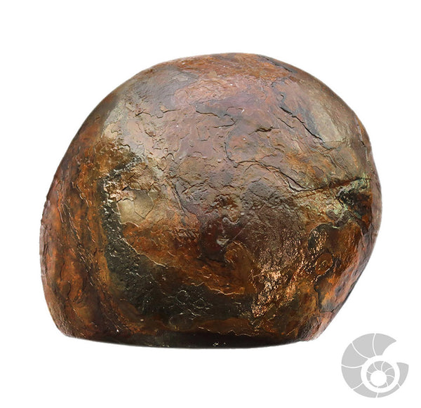 20180812F-A6A Fossil
