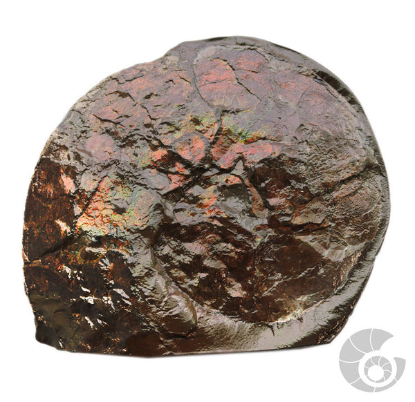 20180812F-A6B Fossil