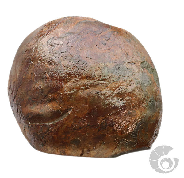 20180812F-A6B Fossil