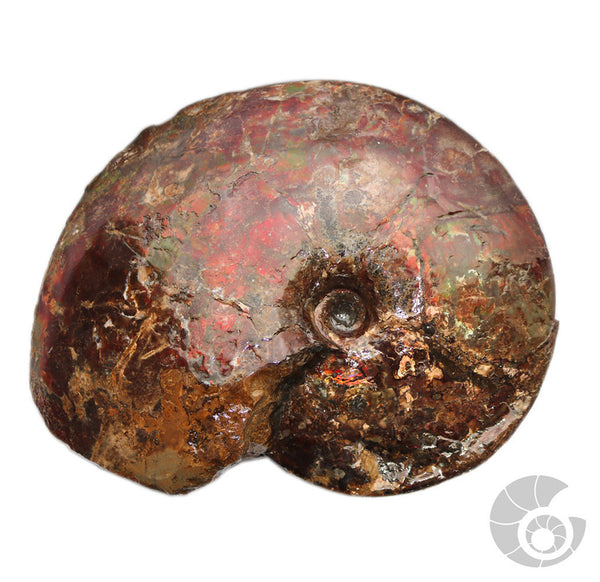 20180103-3 Fossil