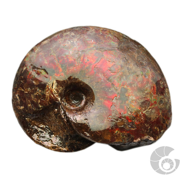 20180103-3 Fossil