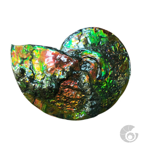 20180329-6 Fossil