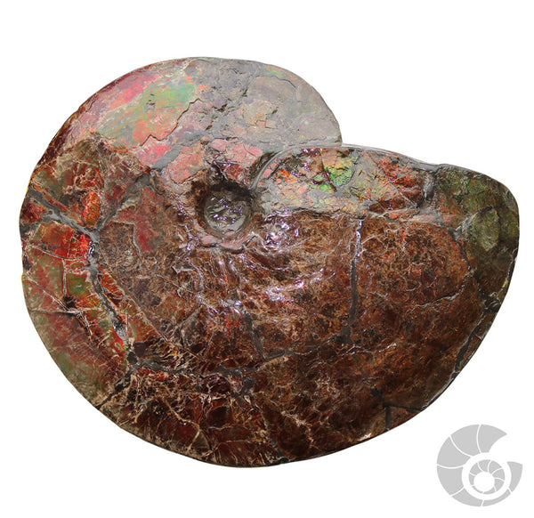 20180812F-R116 Fossil