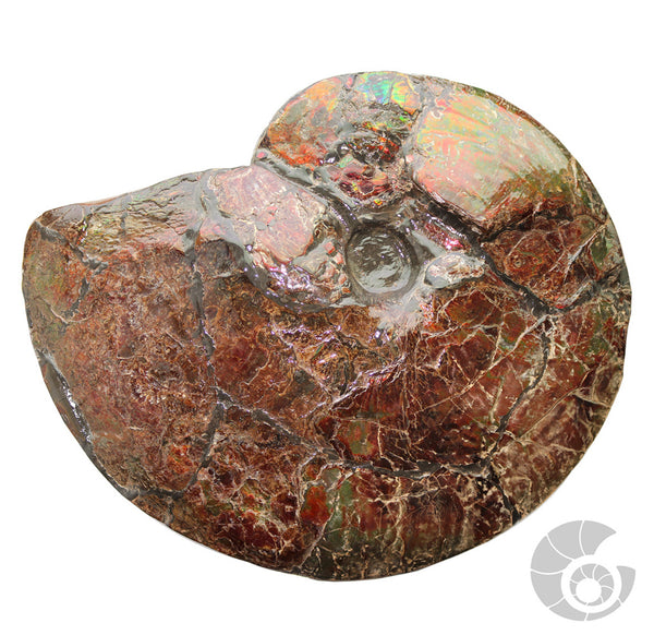 20180812F-R116 Fossil