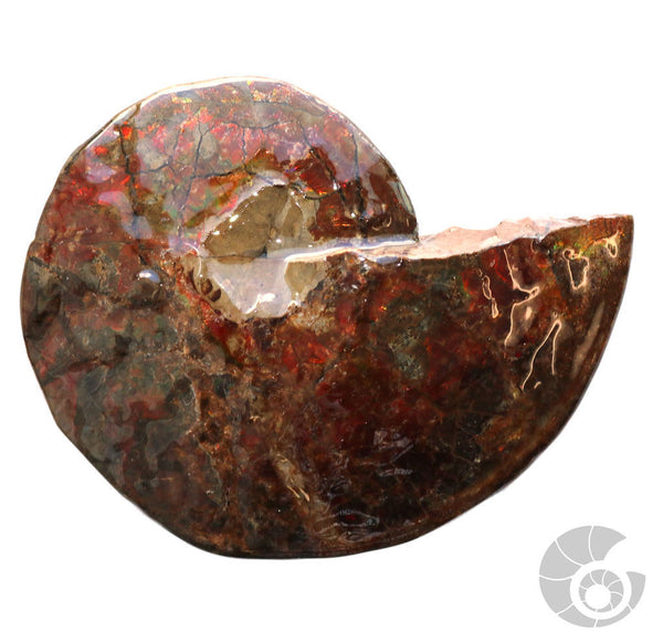20180812F-R120 Fossil