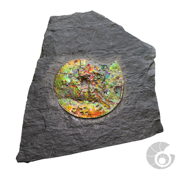20180812F-R124 Fossil