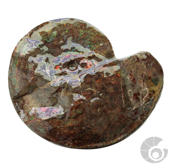20180821F-7 Fossil
