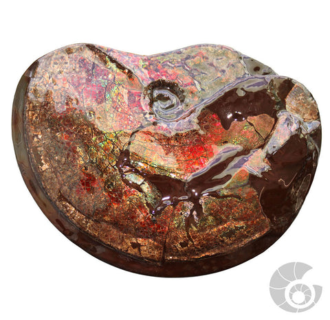 20180812F-R127 Fossil