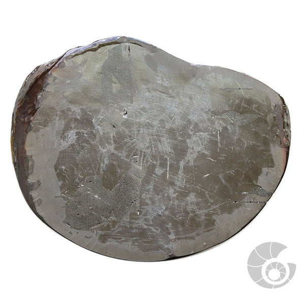 20180812F-R127 Fossil