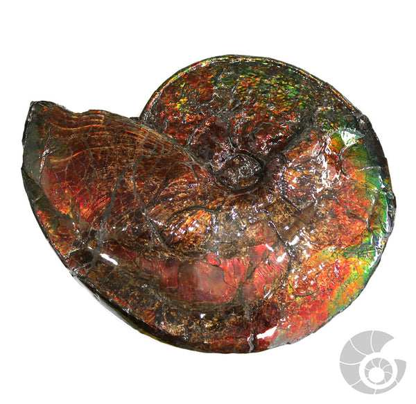 20180329-4 Fossil