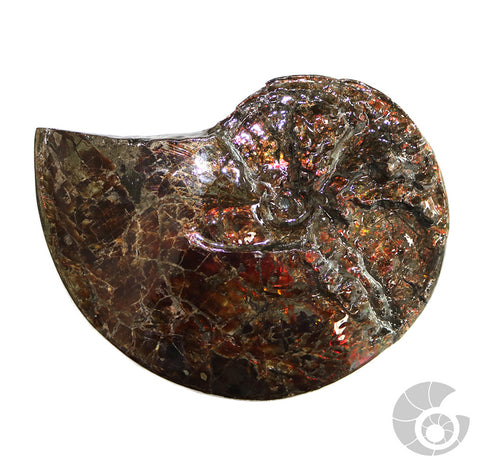 20180412-1 Fossil