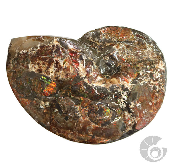 20180812F-R71 Fossil