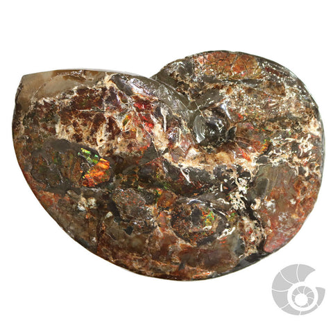 20180812F-R71 Fossil