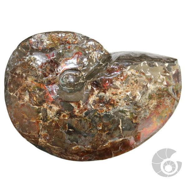 20180812F-R71 Fossil