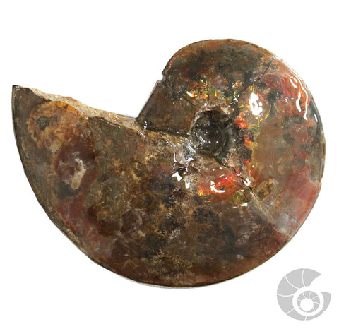 20180812F-R72 Fossil