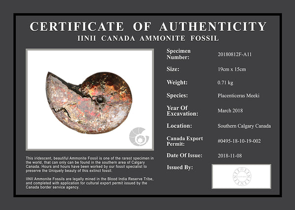 20180812F-A11 Fossil