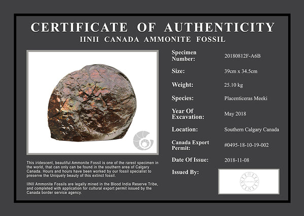 20180812F-A6B Fossil
