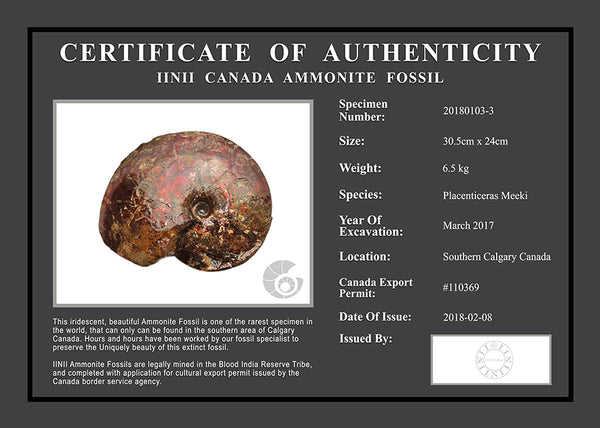 20180103-3 Fossil