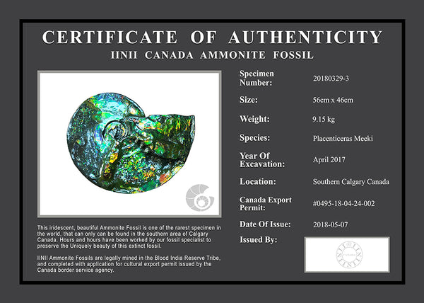 20180329-3 Fossil
