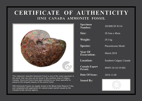 20180812F-R116 Fossil