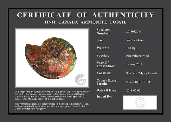 20180329-4 Fossil