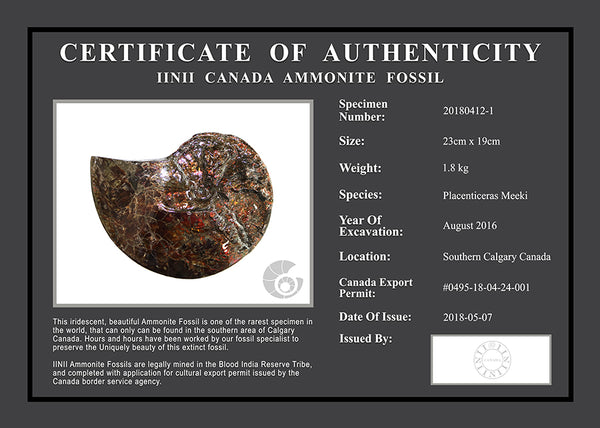 20180412-1 Fossil