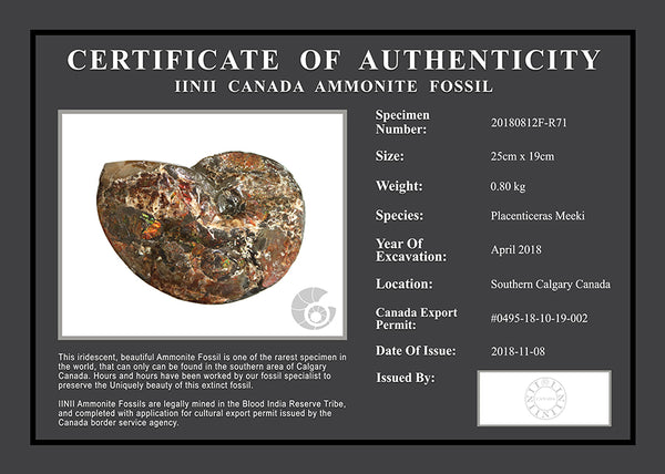 20180812F-R71 Fossil
